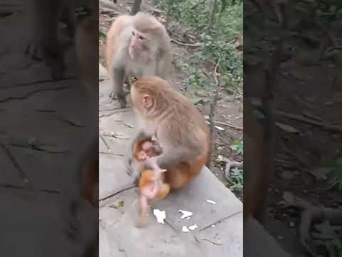 baby come here with mom. 😘🐒#london #animal #monkey #shortvideo #subscribe #wildlife #nature