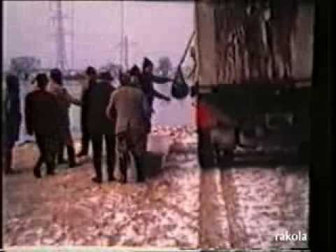 SAV Lambsheim 1971 - Erster Fischbesatz