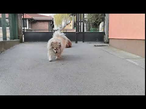 Huawei P40 Lite Slow Motion video