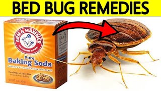 How to Get Rid of Bed Bugs at Home Using Home Remedies
