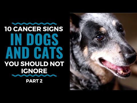 Top 10 Warning Signs of Cancer in Dogs and Cats Part 2: Vlog 82