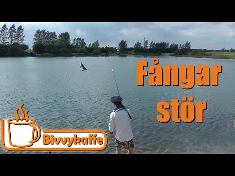Bivvykaffe fiskar stör i Roskilde fiskeland med FK Lubbe