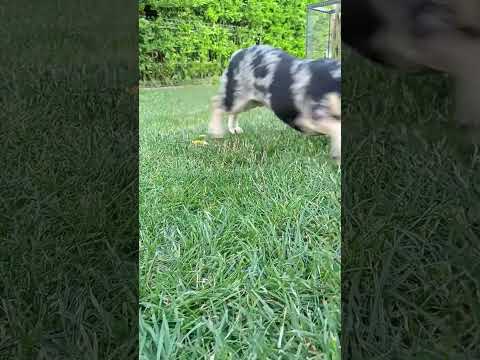 Video 3