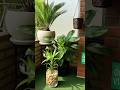 Tiny Balcony, Big Plant Energy 🌿✨ #ihavethisthingwithplants