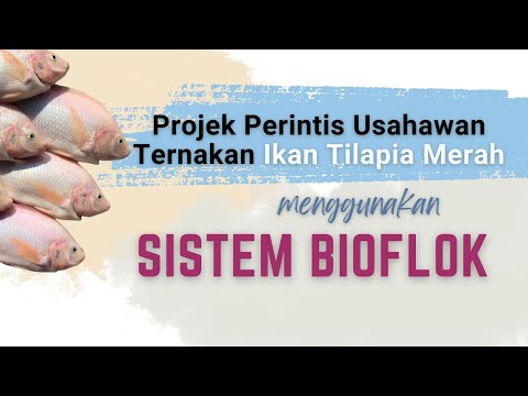 Sistem Bioflok dalam Penternakan Ikan Tilapia Merah di PJK