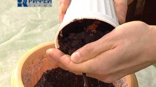 Авокадо и имбирь: выращиваем растения дома - Видео онлайн