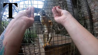 Magic trick only fools monkeys with opposable thumbs