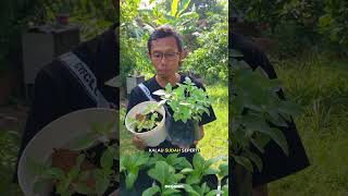 Download lagu growing basil from seeds #janurinurhidayat #gardening mp3
