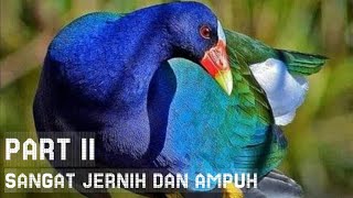 Download lagu 🔴Suara Pikat Burung Mandar Biru Palung Jantan Betina Kombinasi Mandar Sawah Jernih Sangat Ampuh‼️ mp3