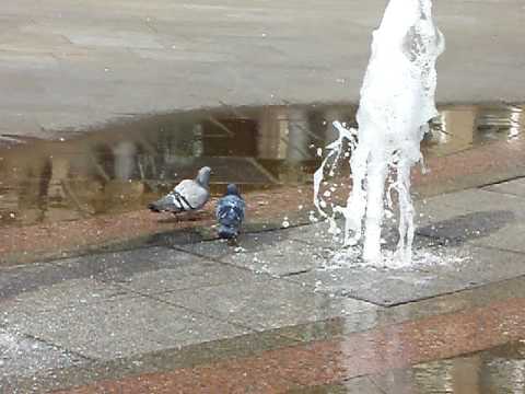 Pigeons in the Leeds City Square Fountains- 01/04/2007