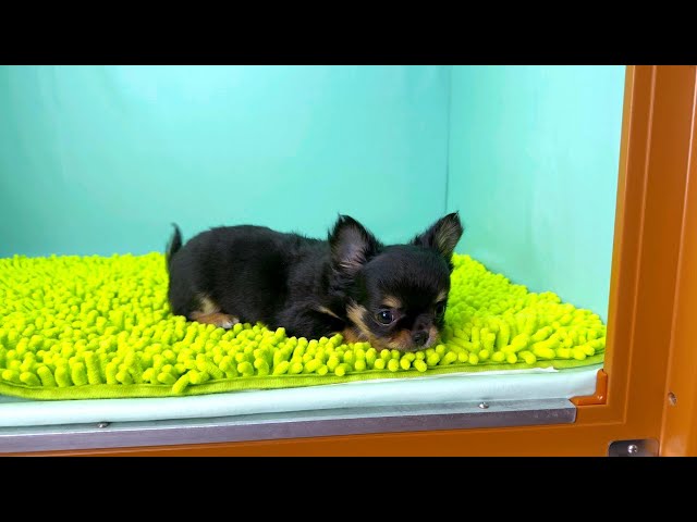 (子犬) 犬種：チワワ・ロングコート 女の子 ブリーダー マロニエケンネル　MARRONNIER KENNEL k3822の画像