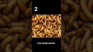 Download lagu Best 5 food for Arowona Growth faster |Monster fish | #arowana #kurlamarket #monsterfish #monster mp3