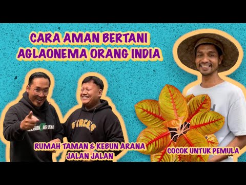 CARA AMAN PERBANYAK AGLAONEMA DI BR GARDEN‼️METODE PALING MUDAH‼️