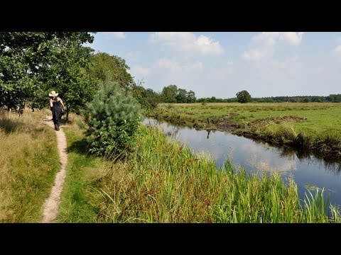 Hiking Fryslân - Walking the Olterterp Forest [August 20, 2015]
