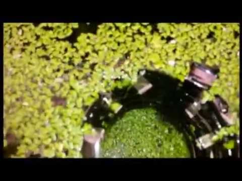 easy way to remove duckweed from aquarium - YouTube