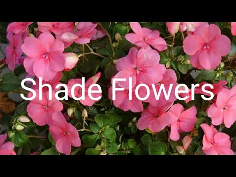 image-What are the best plants for growing in the shade? 