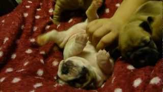 preview picture of video 'Rocky the French Bulldog so funny scratchy itchy legs, Central Park puppy'
