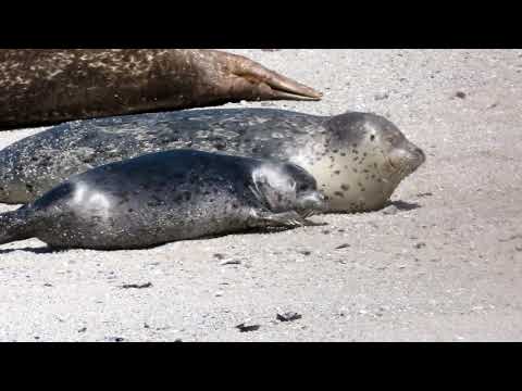 Dotty McScarbelly Begins the Weaning Process
