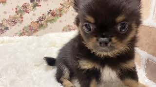 ハーフ犬の動画01