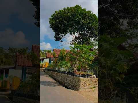 Descubra a tranquilidade do campo: vida rural e paisagens.