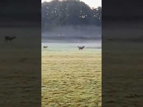 #shortvideo #deer #wildlife #brunft
