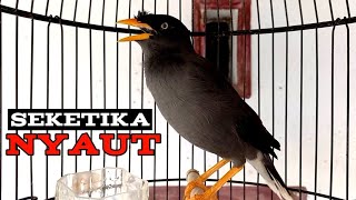 Download lagu seketika nyaut dan emosi jalak kebo manapun dengar suara pancingan jalak kebo ini | jalak kebo gacor mp3