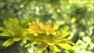 Deep River Woman - Lionel Richie