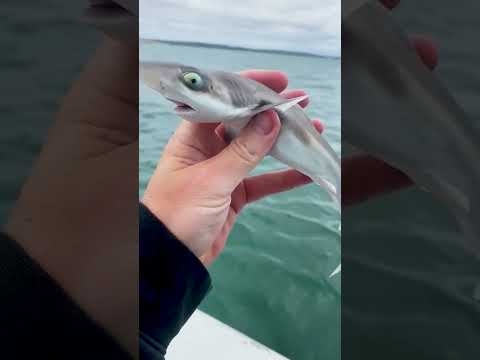 Day 1 to Day 100: Shark, Horse & Snake Transformation! #animaljourney #beautifulnature