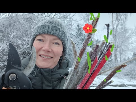 Propagate with winter cuttings! #plants #propagate #free #garden #winter #bushes #aronia #cutting