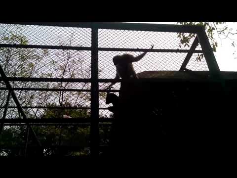 mirpur section 1 zoo te ullok er chachano.. binodon lagbe dekhle..