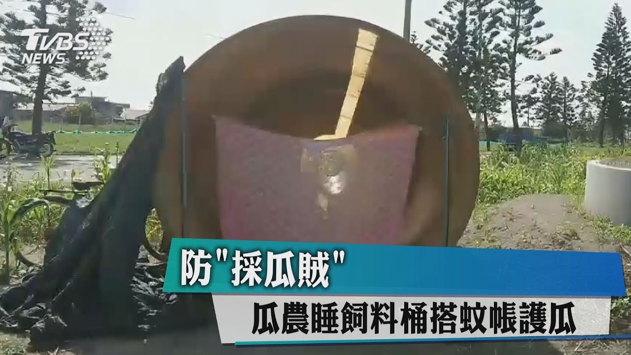 防「採瓜賊」 瓜農睡飼料桶搭蚊帳護瓜