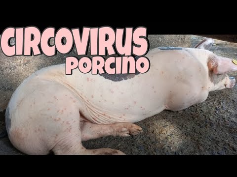, title : 'Cricovirus porcino 🦠 | Síntomas Y Prevención 🐷'