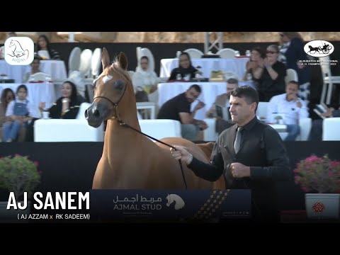 🌟AJ SANEM🌟1st at OMAN Alrubatiya International Arabian Horse Championship
