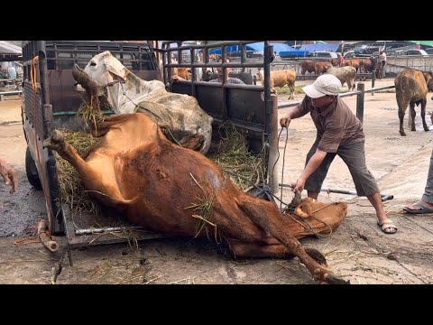 SAPI NYA KASIAN TURUN DARI TRUK ‼️🔥🔥🔥