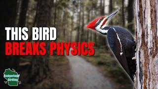 5 Things You Didn't Know About Woodpeckers!
