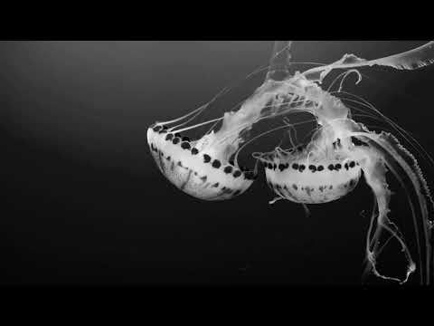 T-Dok - Pure Blood (Original Mix)