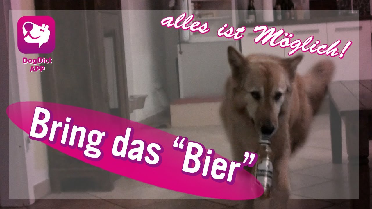 Bring das Bier! Ja du hast richtig gehört! Alles ist möglich Hundeschule Alex Angrick zeigt wie!