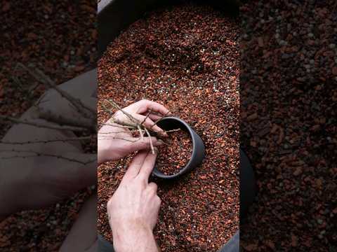 Bonsai substrate (mix your own basic substrate)