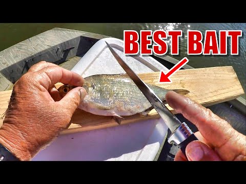 How To Catch Catfish! Complete Guide From Catching Bait To Catching Catfish!