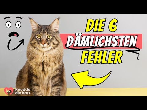 The 6 stupidest mistakes in cat training (shocking!) 😲