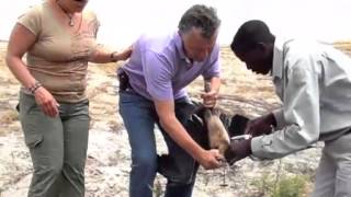 preview picture of video 'LenkaTraveler.com Bird Rescue in Namibia'