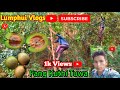 Mahai Shing Liwa Na Fang Kuthi Tuwa Vlogs Video Lumphui Vlogs