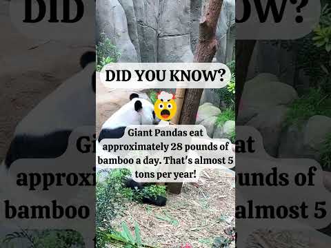 🤯 Did You Know This About Pandas? 🐼🤯 #shorts #viral #facts #fyp #panda