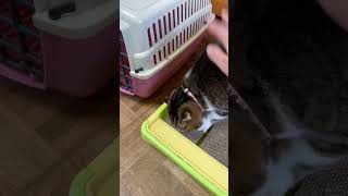 【猫多頭飼い】帰宅後の猫たち #猫動画 #ねこかわいい #ネコ #cats