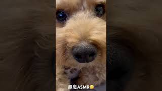 ASMR🐩🤎