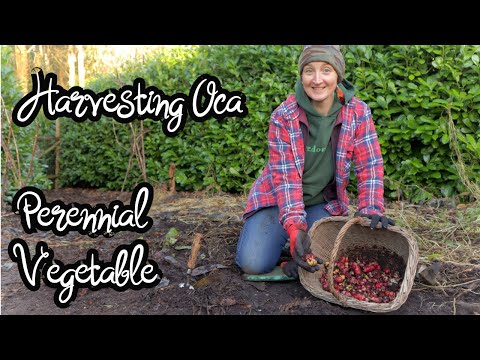 Harvesting & Replanting Oca | Perennial Vegetable | New Zealand Yam | How it tastes & Cooking tips