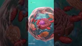 1 Minute Biology Quiz - Cell Structure 1 #shorts