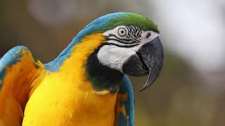 Blue and yellow macaw sounds
