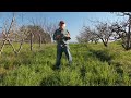 Orchard Floor Management The Key To Producing High Quality Fruit