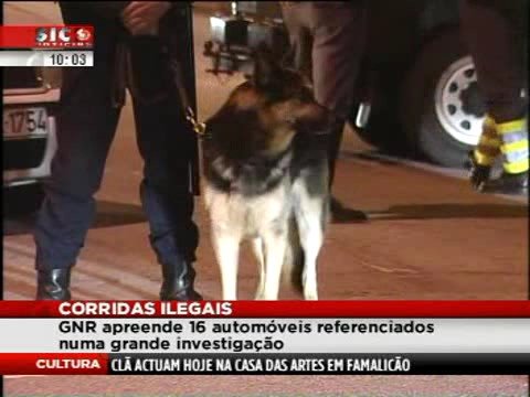 Corridas ilegais (Rossio Vale de Cambra)